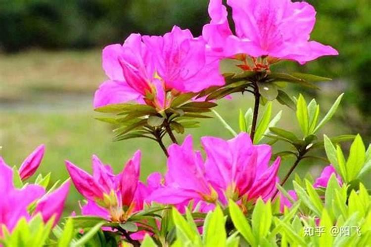 映山红施什么肥最好