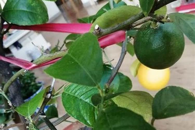 盆栽柠檬树怎样施肥
