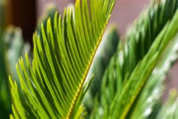 硫酸亚铁可以用来浇花吗？