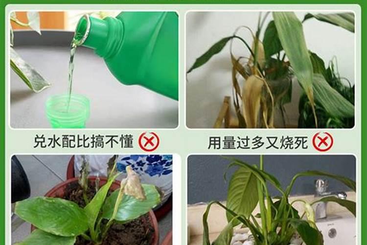 红掌浇什么肥料合适