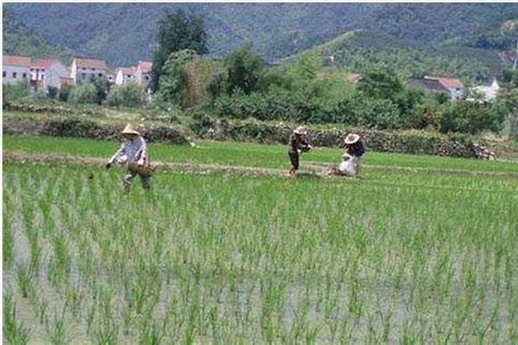 旱水稻怎么种植 旱水稻的种植技术