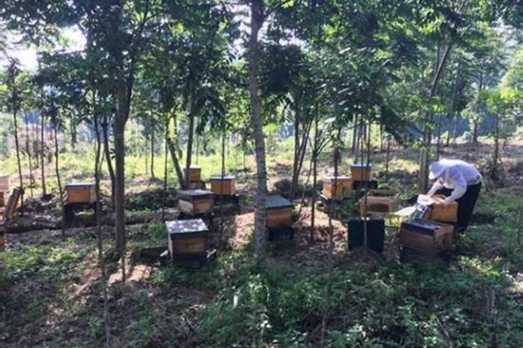 养蜂有什么好处？