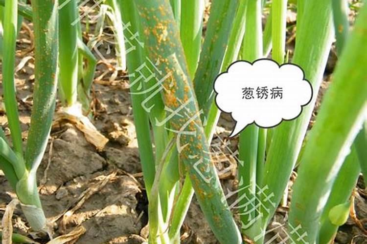 大葱锈病怎么防治？(如图)