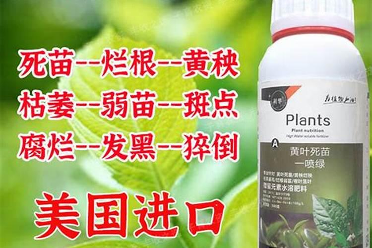 玉米叶面肥喷花可以吗