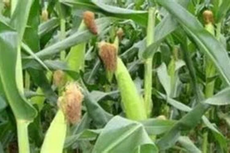 玉米啥时候打芸苔素？