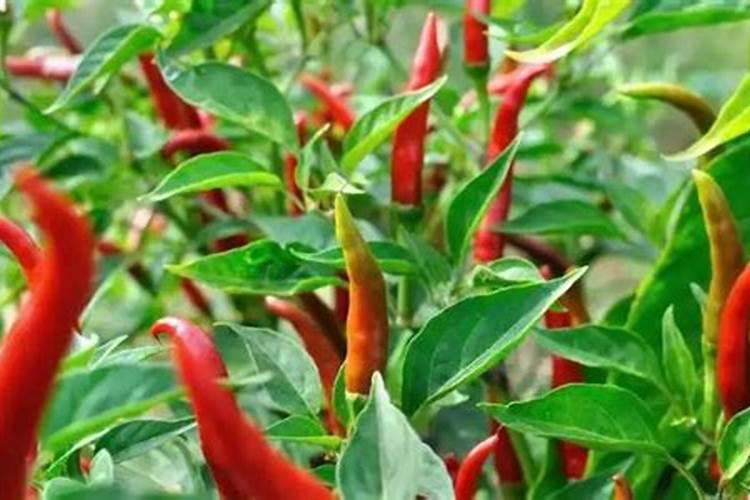 辣椒种植什么时候用肥料合适？辣椒用哪种叶面肥效果好？