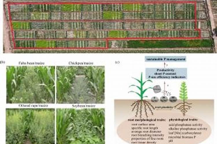 果农们注意了,想要磷肥施肥效果好请记住这几点!