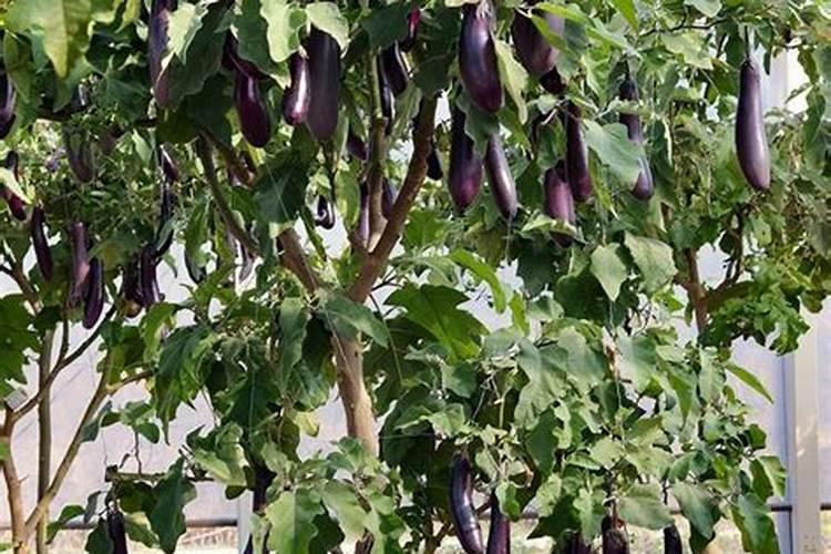 茄子不长苗用什么药？求指导