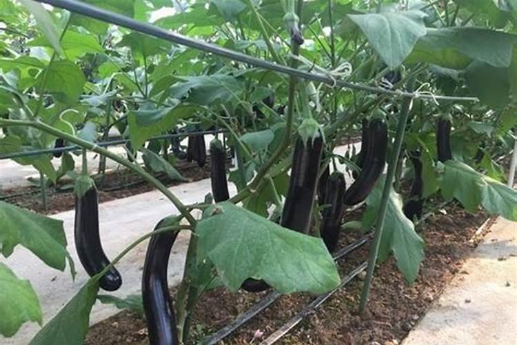 茄子长的慢喷什么叶面肥好？