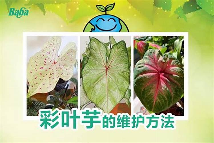 彩叶芋用肥方案