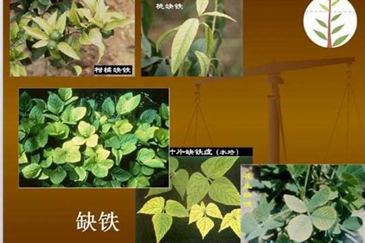 作物缺钾怎么办？有什么具体的应对措施？