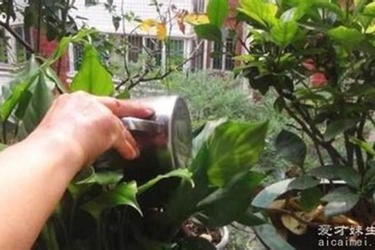 磷钾肥怎么浇花正确使用方法