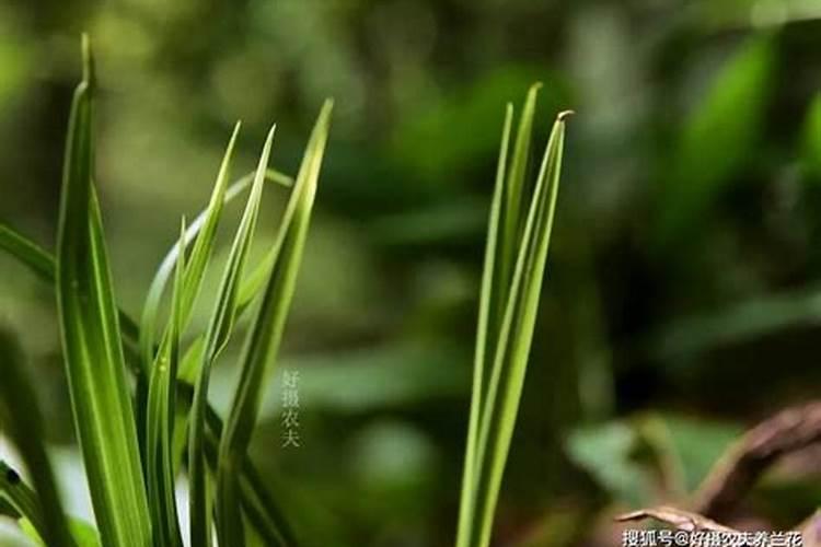 老烟鬼、老酒鬼最适合养这4种花,盆盆爆盆!闲暇时光  花卉网