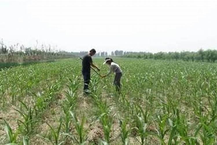 玉米追肥追多少好