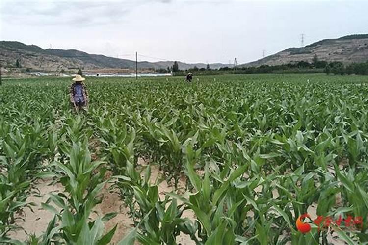 玉米追肥追多少好