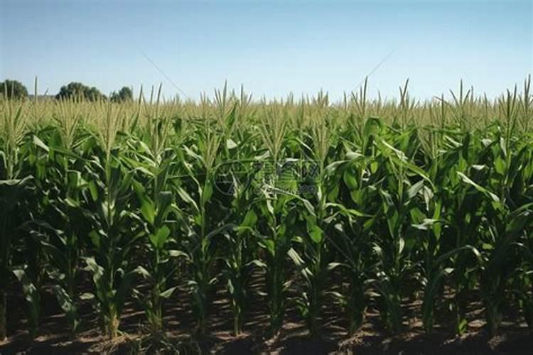 玉米长高了不好施肥怎么办