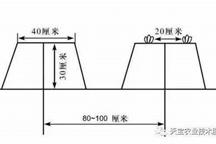 玉米施肥离根部多远好 根外施肥的最佳距离