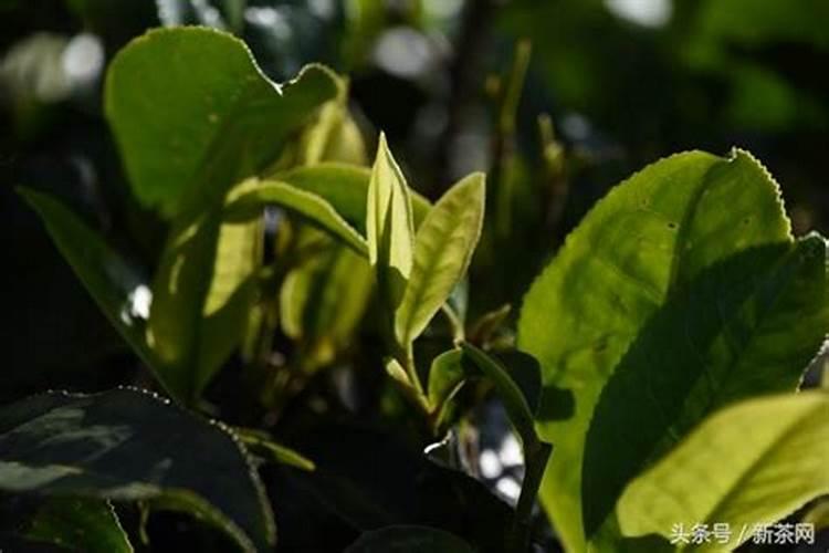 茶叶用什么化肥好