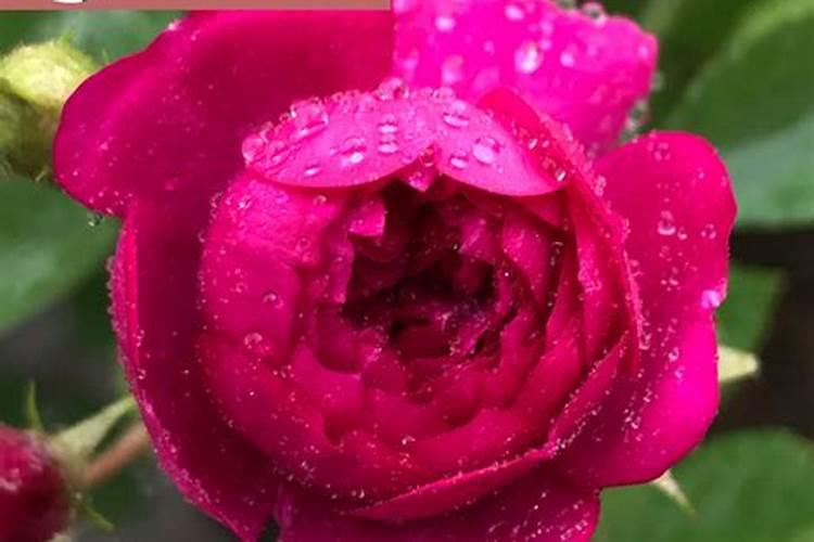 月季开花用什么肥