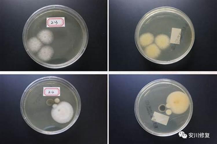 油菜饼不发酵如何做肥料吗花卉百科