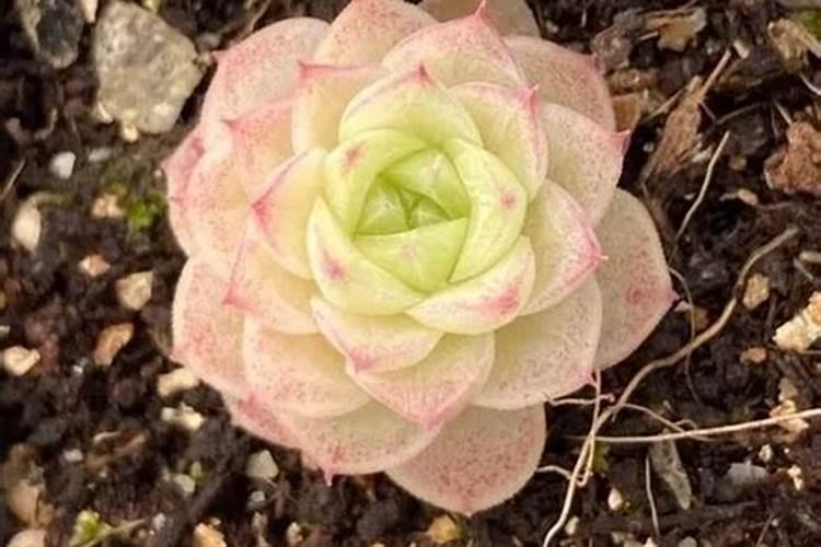 麦秆多肉为什么贵？