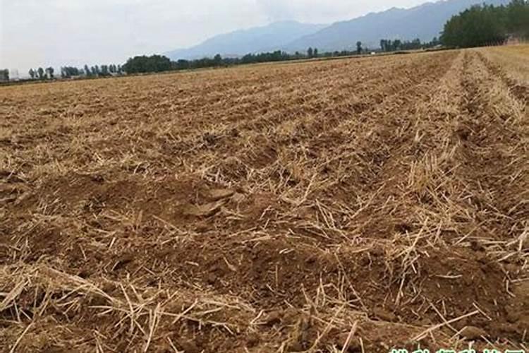 1000公斤产量玉米需氮磷钾量