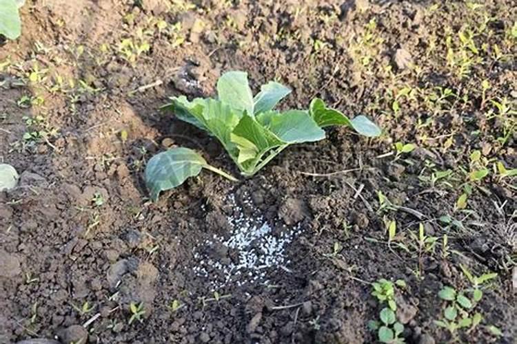 油菜种植用一亩地用多少肥料