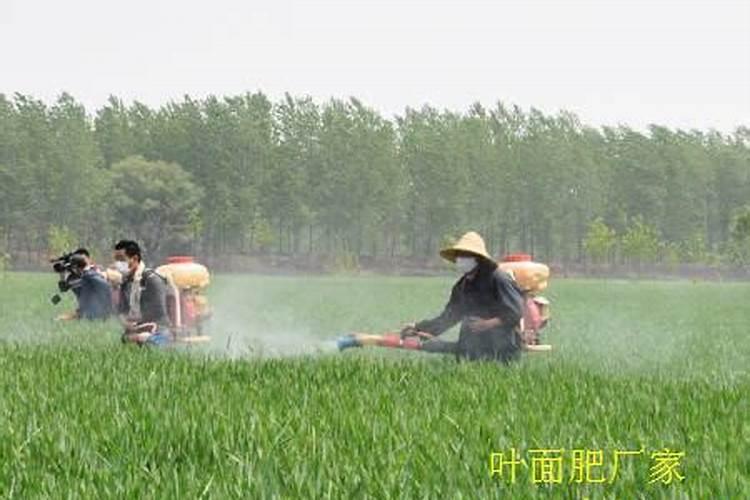 小麦灌浆期一般是几月,灌浆期打什么叶面肥