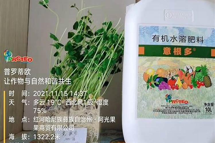 发财树用什么肥料最好,发财树怎么养才茂盛