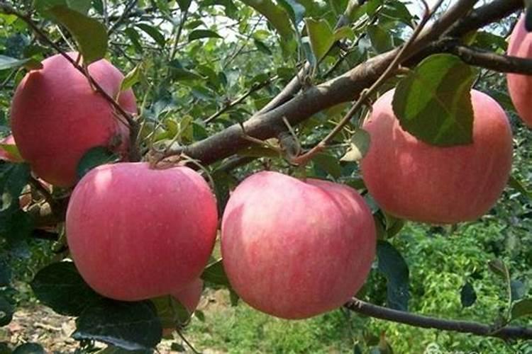 苹果树秋施基肥要施尿素吗