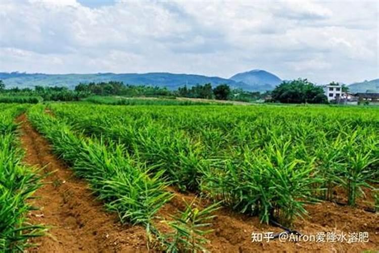 高产大姜施肥方法 姜如何施肥