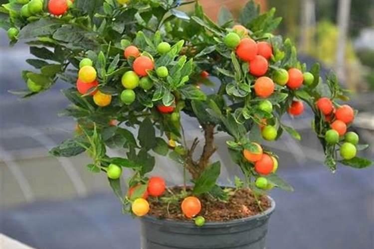 给盆栽植物用什么肥料