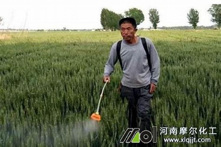 二年花椒幼树施什么叶面肥？