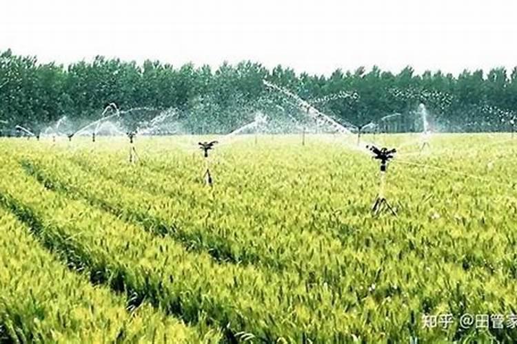 小麦叶面肥什么时候打效果好