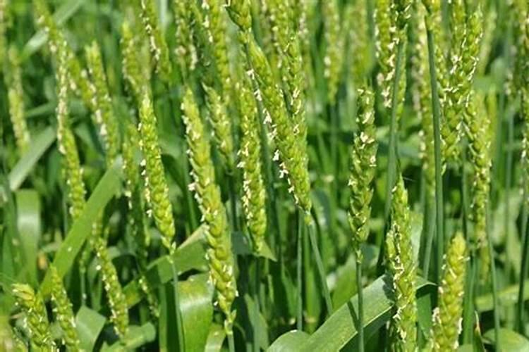 小麦灌浆期管理技巧 小麦怎么施肥