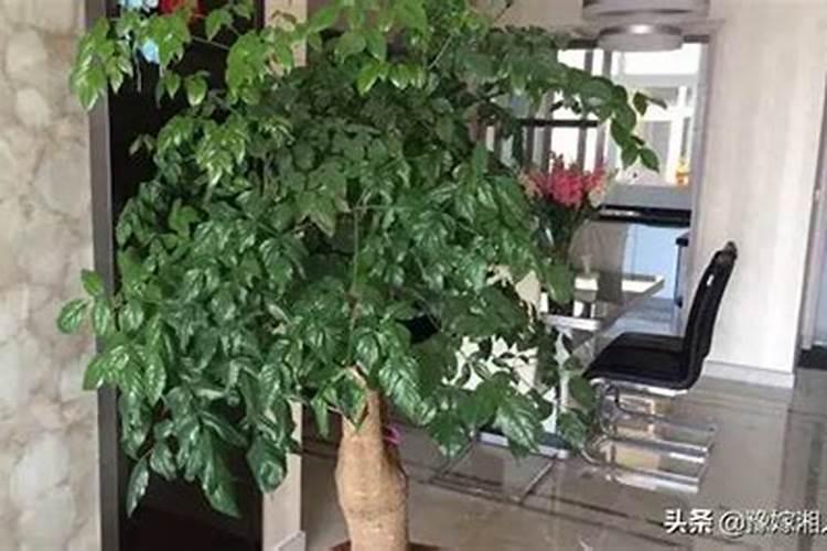 富贵籽的养殖方法和注意事项