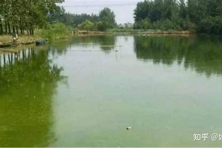 养花鲢春夏秋冬下什么肥料效果最好