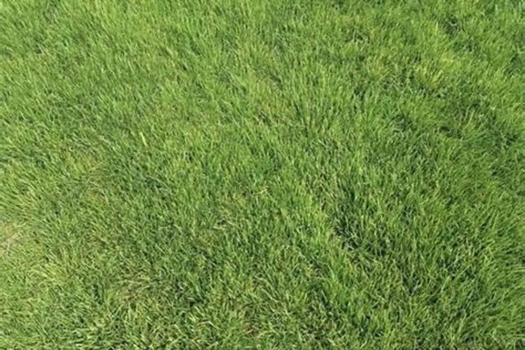 秋季草坪施什么肥比较合适