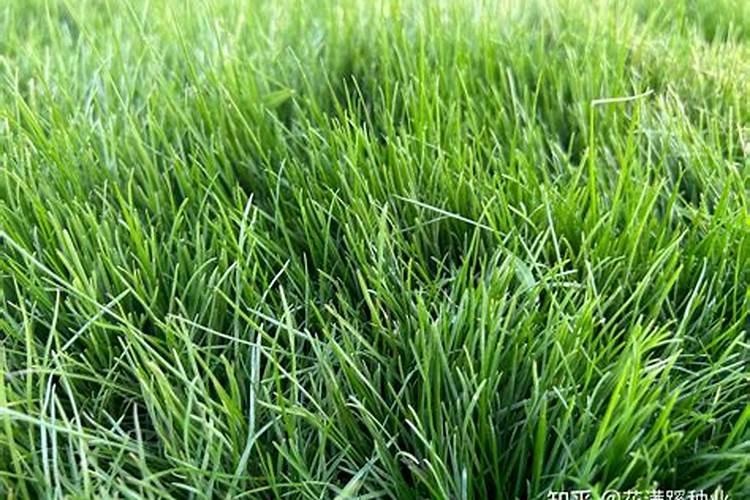草坪要施哪种肥料才可以常保翠绿？需要注意哪些细节