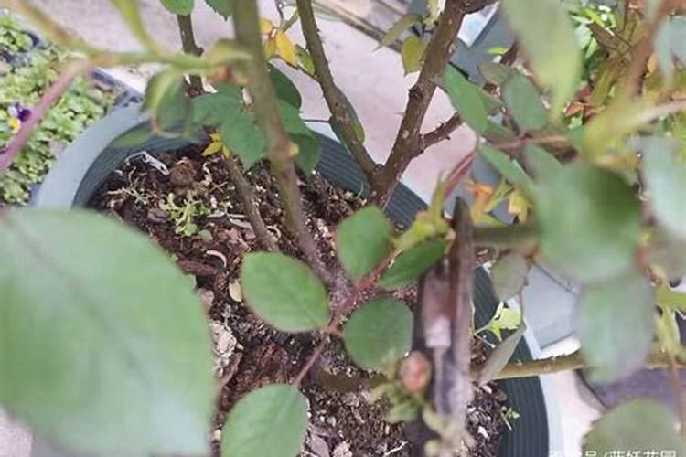 月季花压枝的方法(月季花压枝方法图片)