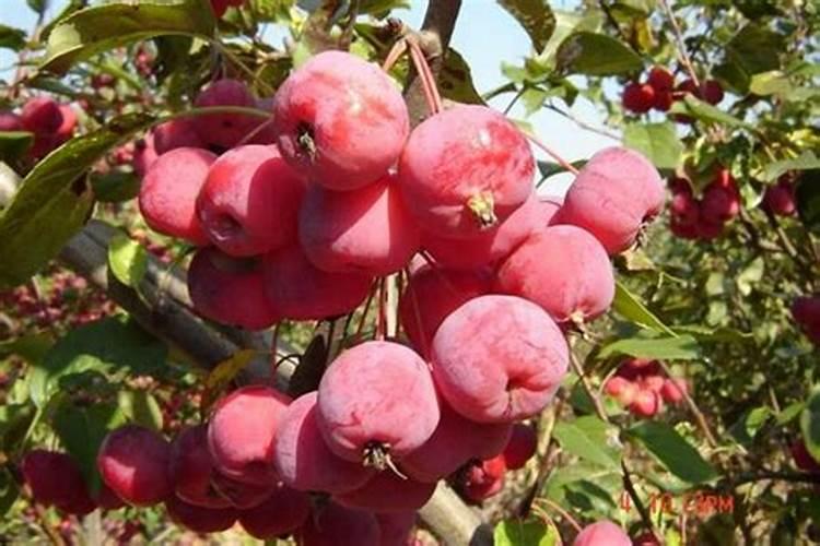 耙耙柑脱酸内幕