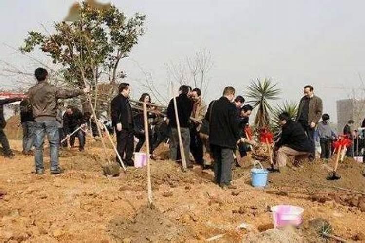 我家的木瓜树变得叶子黄。怎么解决？