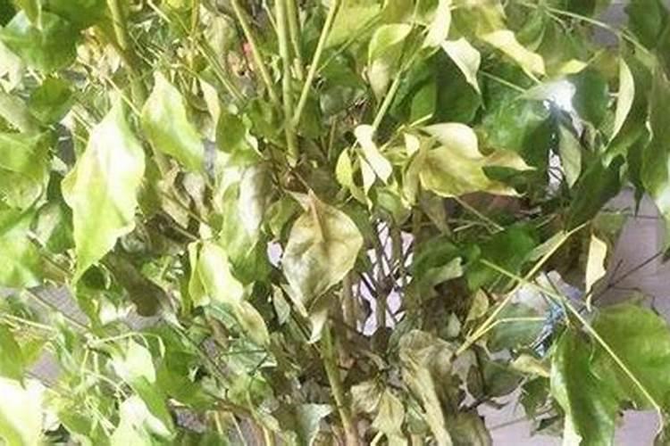 怎么才能防止幸福树黄叶