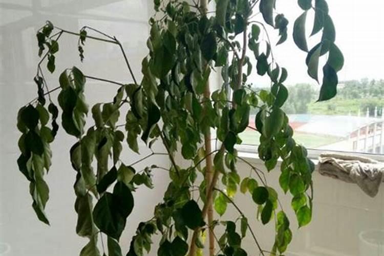 幸福树出现黄叶是什么原因造成的