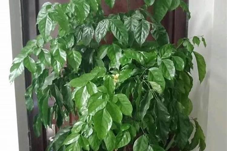 幸福树叶子发黄怎么办