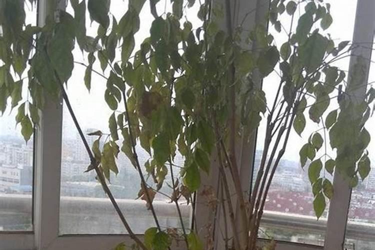 幸福树叶子枯黄怎么救活 幸福树叶子枯黄如何救活