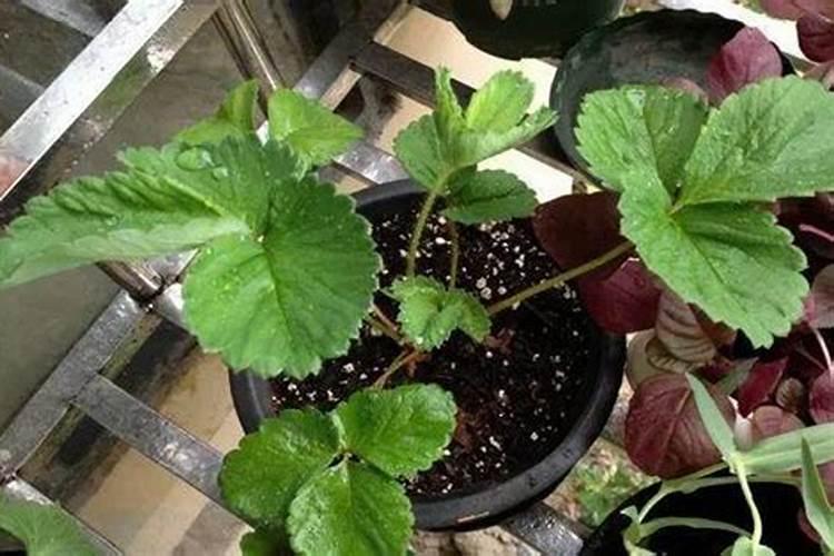 草莓要施什么肥料