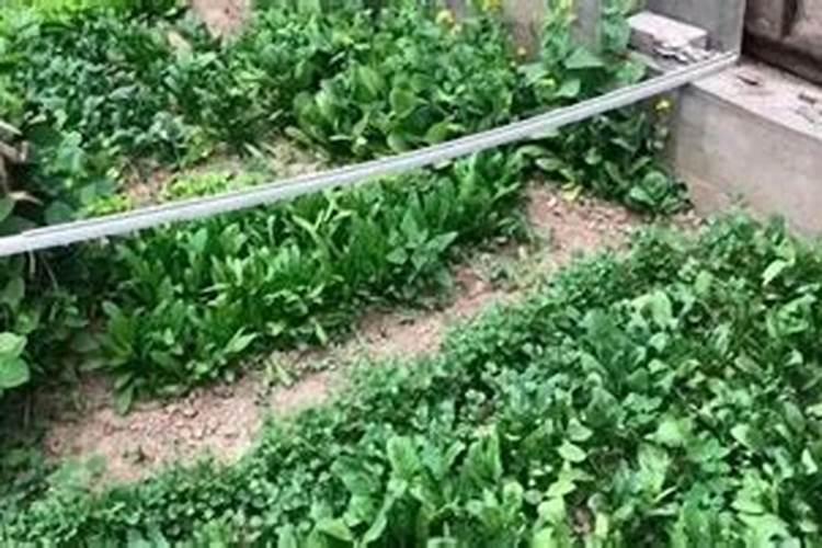 米糠拌麦皮喂鸡可以吗？