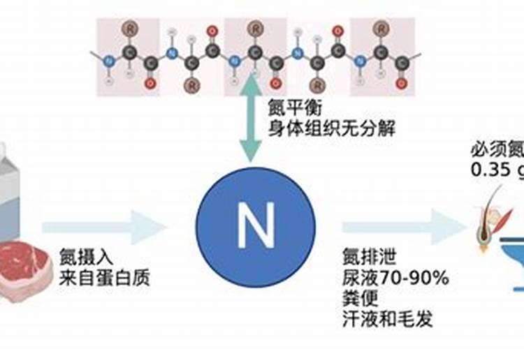 鱼的蛋白质含量
