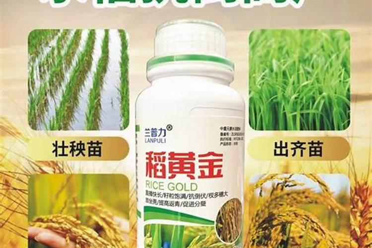 辣椒秧什么时候施肥